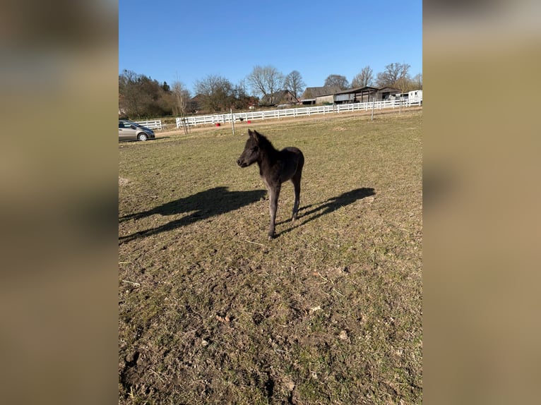Icelandic Horse Mare Foal (01/2026) 14,1 hh Black in Lehmrade
