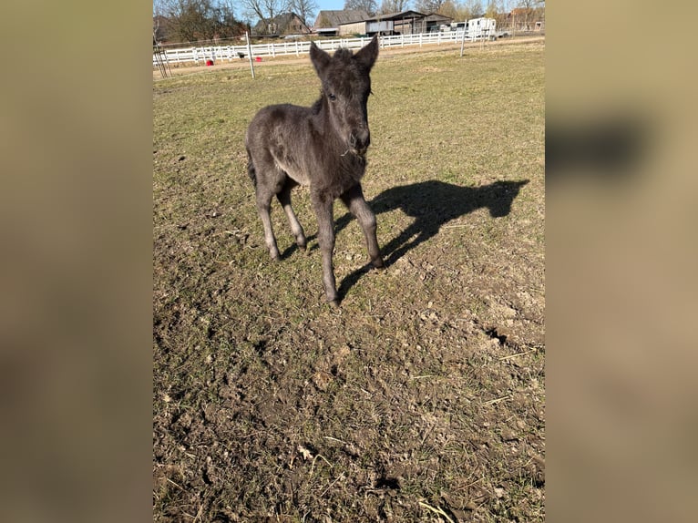 Icelandic Horse Mare Foal (01/2026) 14,1 hh Black in Lehmrade