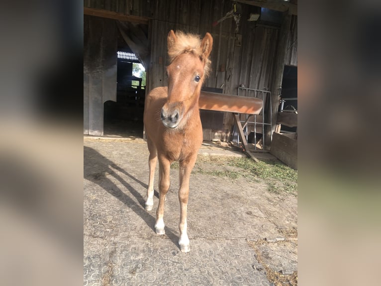 Icelandic Horse Mare Foal (06/2025) 14,1 hh Chestnut-Red in Diersbach Icelandic Horse Mare Foal (06/2025) 14,1 hh Chestnut-Red in Diersbach
