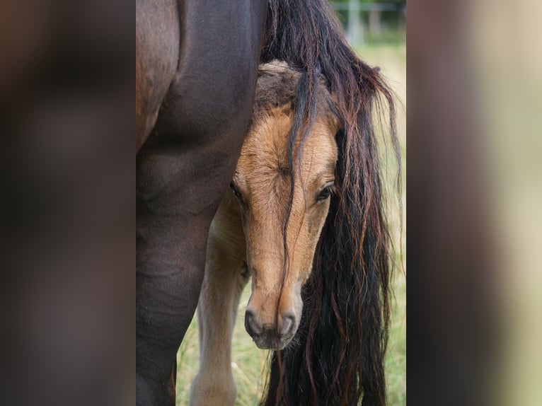 Icelandic Horse Mare Foal (06/2025) 14,1 hh Dun in Denklingen