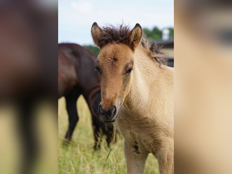 Icelandic Horse Mare Foal (06/2025) 14,1 hh Dun in Denklingen