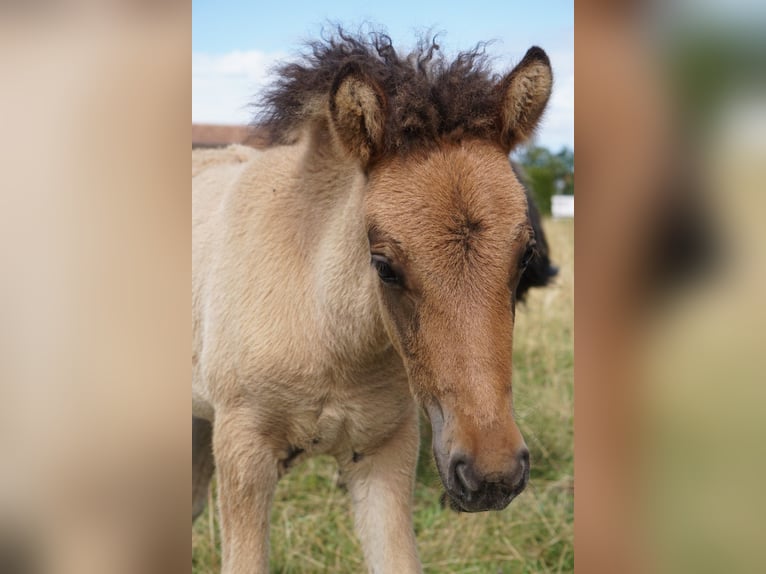 Icelandic Horse Mare Foal (06/2025) 14,1 hh Dun in Denklingen