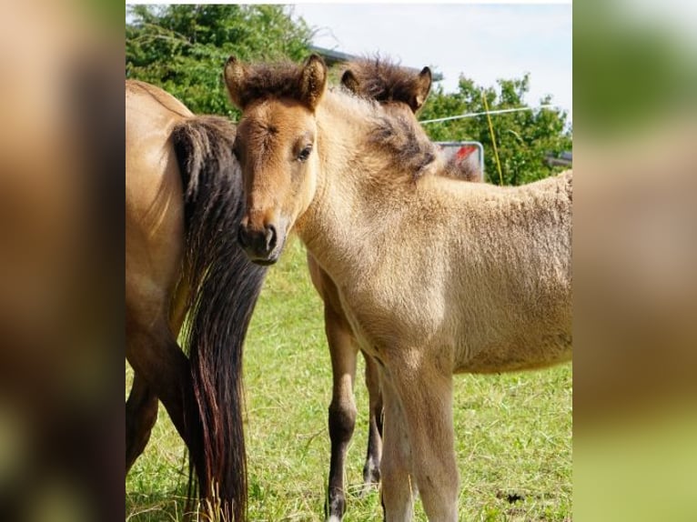 Icelandic Horse Mare Foal (06/2025) 14,1 hh Dun in Denklingen