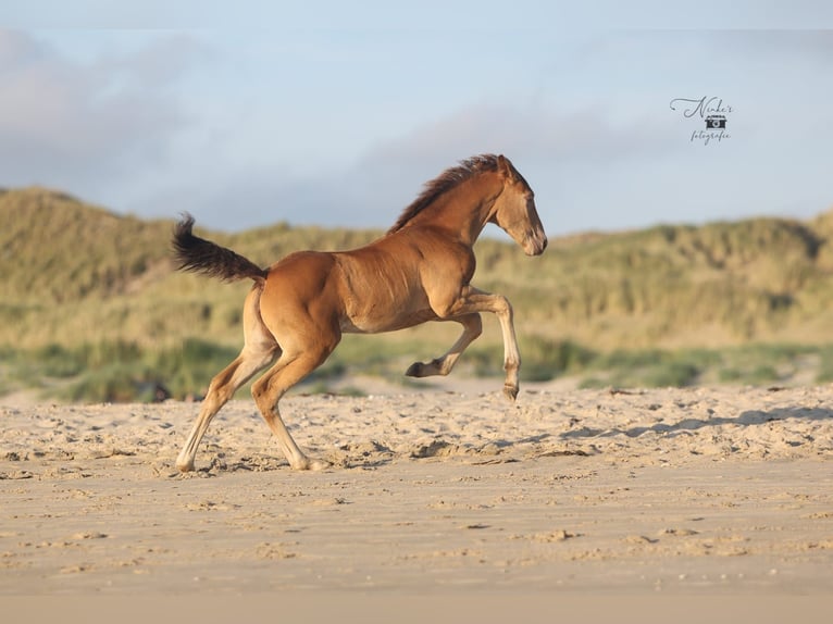Icelandic Horse Mix Mare Foal (05/2025) 15,1 hh Champagne in Tuitjenhorn