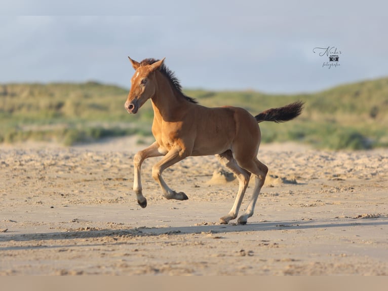 Icelandic Horse Mix Mare Foal (05/2025) 15,1 hh Champagne in Tuitjenhorn