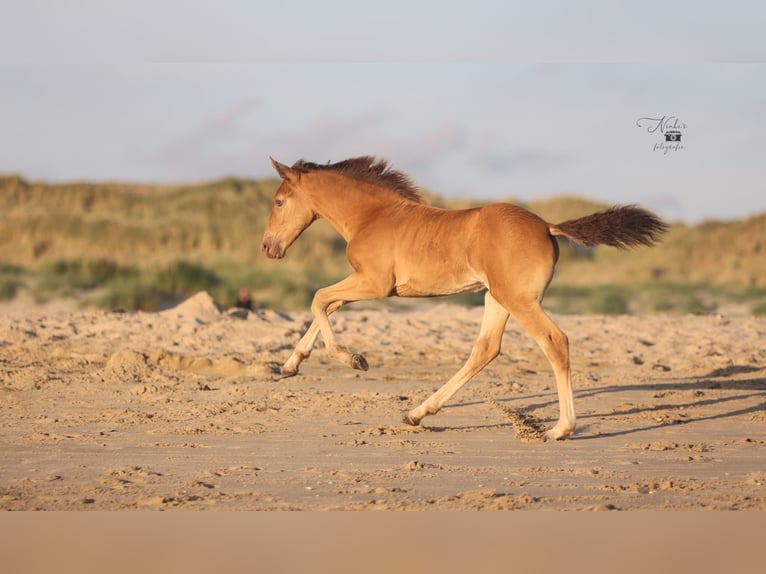 Icelandic Horse Mix Mare Foal (05/2025) 15,1 hh Champagne in Tuitjenhorn
