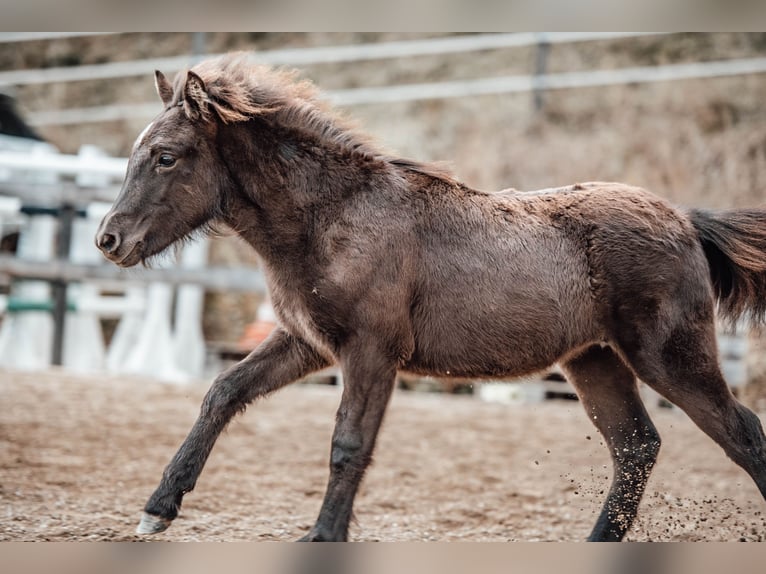 Icelandic Horse Mare Foal (04/2025) Black in Hochrindl Icelandic Horse Mare Foal (04/2025) Black in Hochrindl