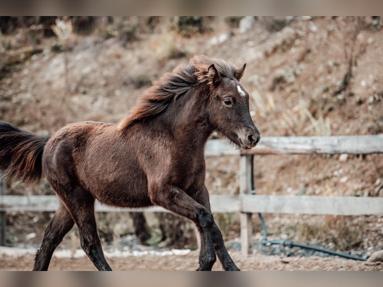 Icelandic Horse Mare Foal (04/2025) Black in Hochrindl Icelandic Horse Mare Foal (04/2025) Black in Hochrindl