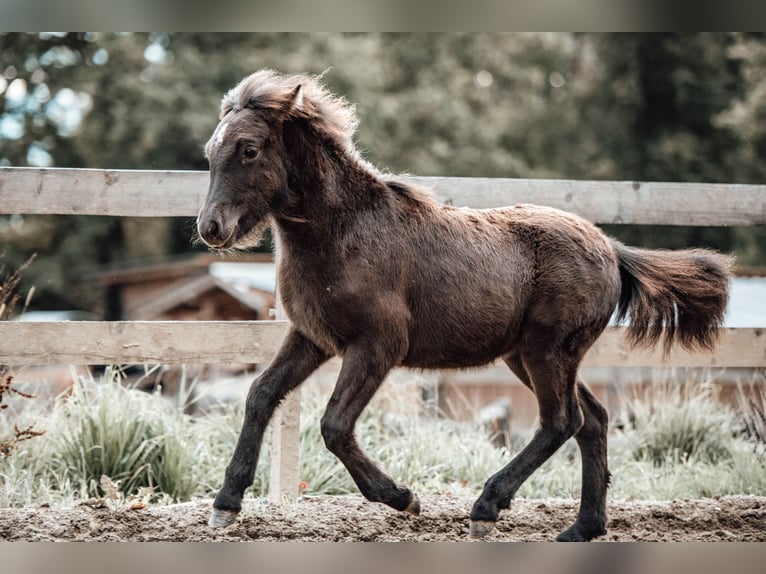 Icelandic Horse Mare Foal (04/2025) Black in Hochrindl Icelandic Horse Mare Foal (04/2025) Black in Hochrindl