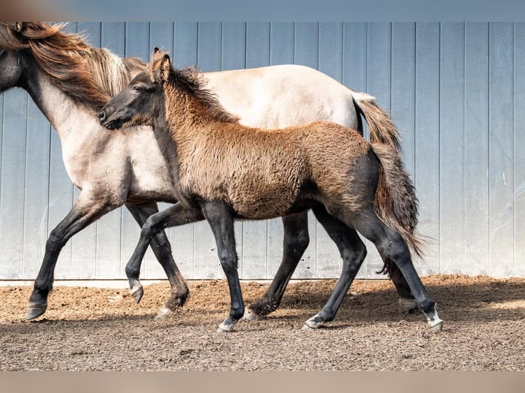 Icelandic Horse Mare Foal (07/2026) Black in Horst