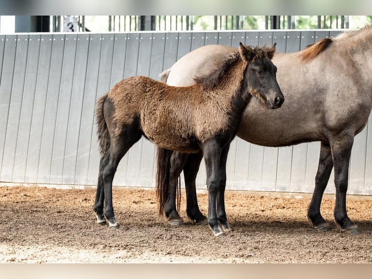 Icelandic Horse Mare Foal (07/2026) Black in Horst