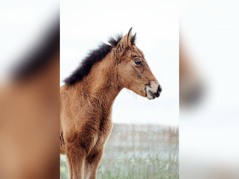 Icelandic Horse Mare Foal (03/2026) Brown in Magdalensberg