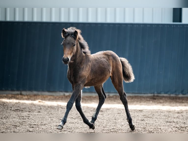 Icelandic Horse Mare Foal (06/2026) Brown in Horst