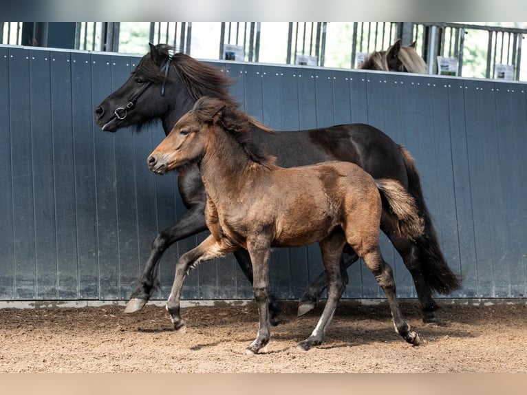 Icelandic Horse Mare Foal (06/2026) Brown in Horst
