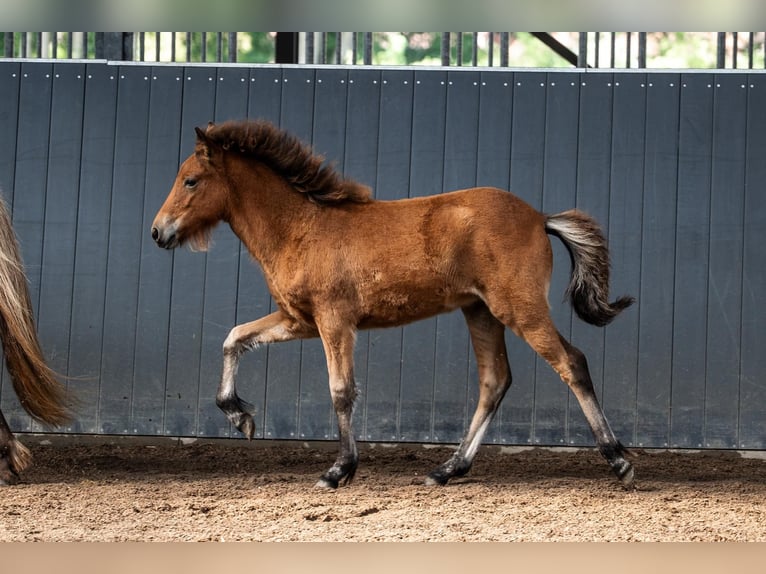Icelandic Horse Mare Foal (05/2026) Brown in Horst