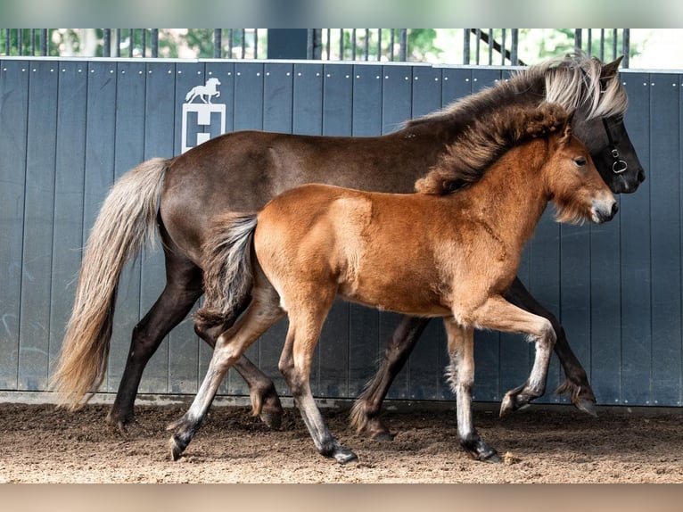 Icelandic Horse Mare Foal (05/2026) Brown in Horst