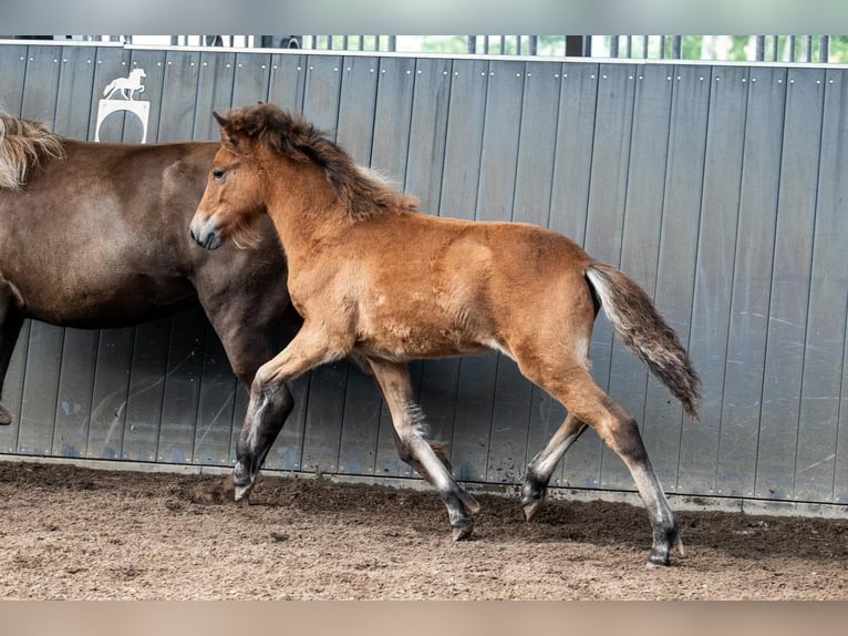 Icelandic Horse Mare Foal (05/2026) Brown in Horst