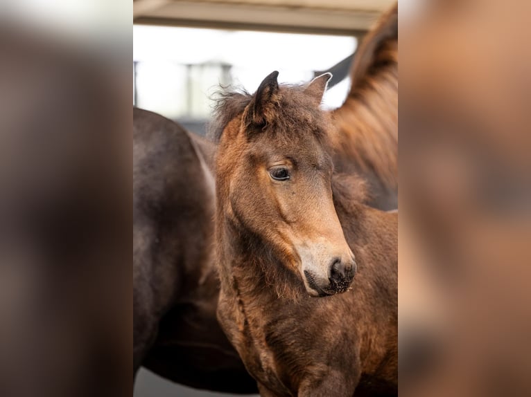 Icelandic Horse Mare Foal (06/2026) Brown in Horst