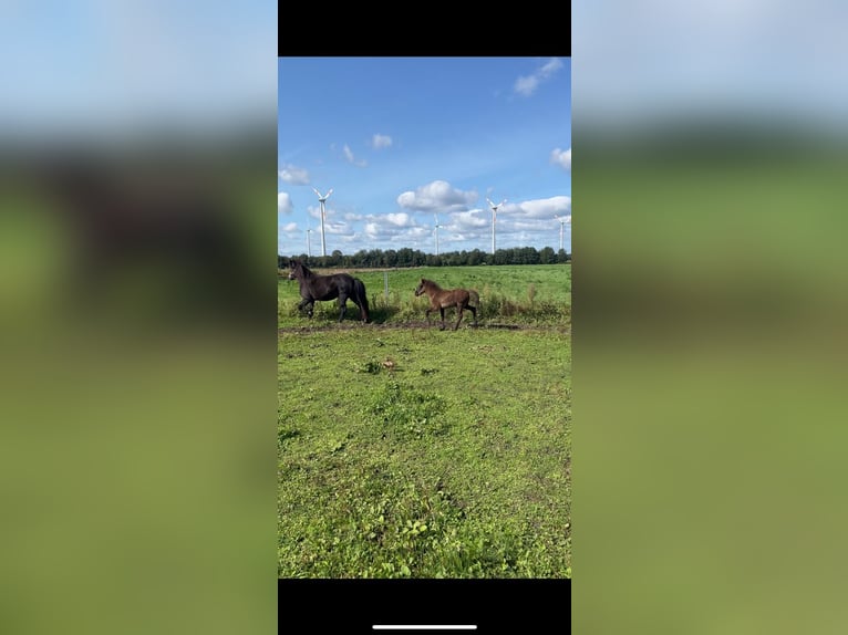 Icelandic Horse Mare Foal (06/2024) Brown in Lingen