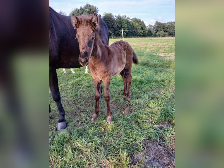 Icelandic Horse Mare Foal (06/2024) Brown in Lingen