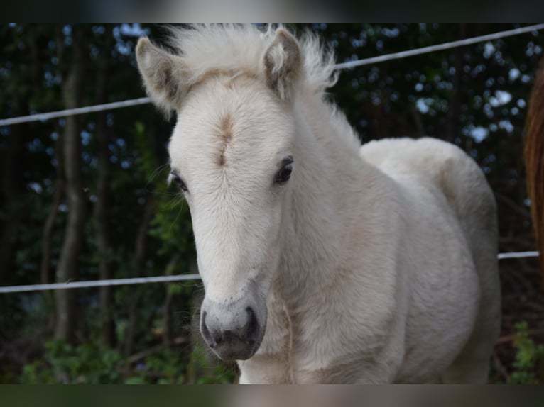 Icelandic Horse Mare Foal (01/2025) in w&#xF6;llersdorf