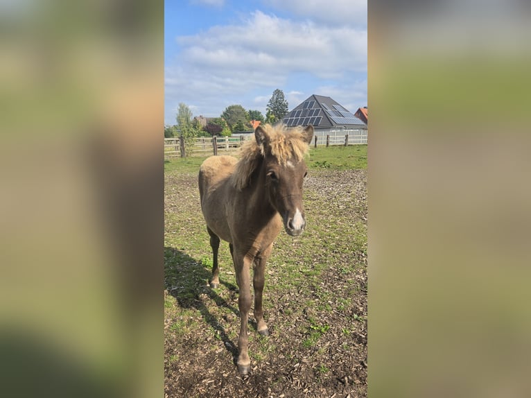 Icelandic Horse Mare Foal (06/2024) in Hermannsburg