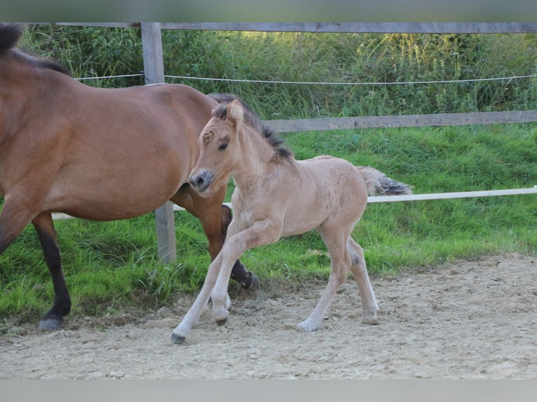 Icelandic Horse Mare Foal (07/2025) in Schwabmünchen Icelandic Horse Mare Foal (07/2025) in Schwabmünchen