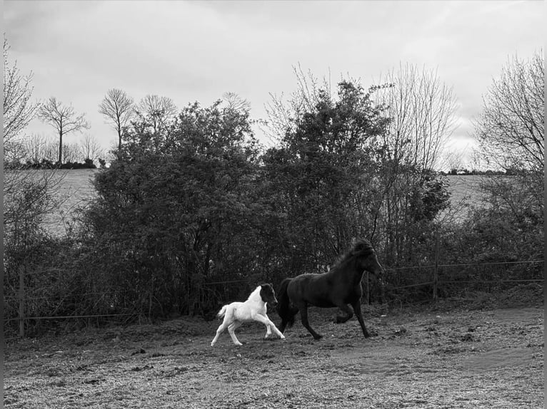 Icelandic Horse Mare Foal (05/2026) Tobiano-all-colors in BEAUCE