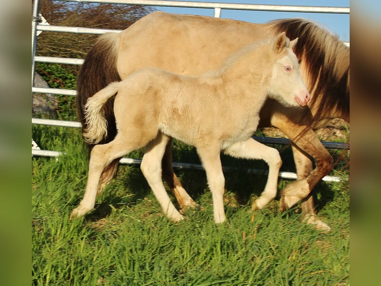 Icelandic Horse Mare Foal (04/2026) White in Saarland