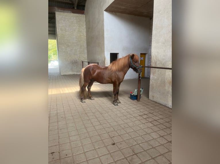 Icelandic Horse Stallion 10 years 13.2 hh Chestnut in Haßloch