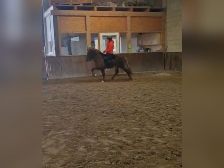 Icelandic Horse Stallion 10 years 13.2 hh Chestnut in Haßloch