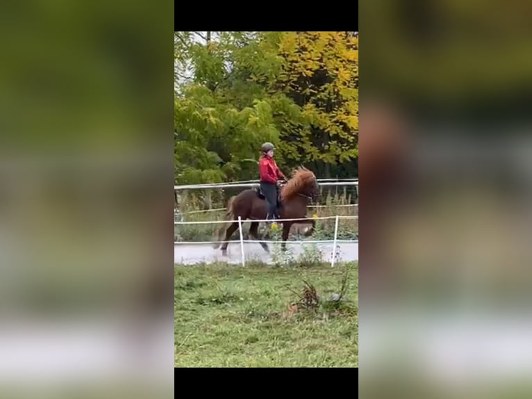 Icelandic Horse Stallion 10 years 13.2 hh Chestnut in Haßloch