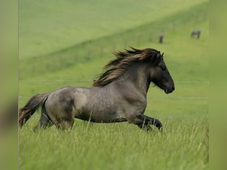 Icelandic Horse Stallion 10 years 13,2 hh Dun in Zweibrücken