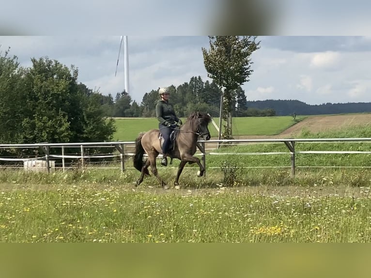 Icelandic Horse Stallion 10 years 13,2 hh Dun in Zweibrücken