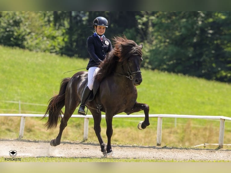 Icelandic Horse Stallion 10 years 14,1 hh Black in Taufkirchen an der Trattnach