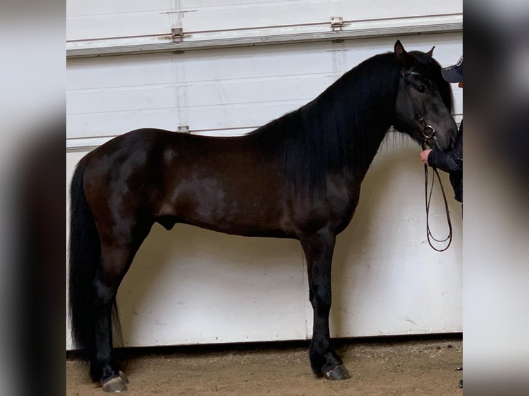 Icelandic Horse Stallion 10 years 14.2 hh Black in Lochen am See