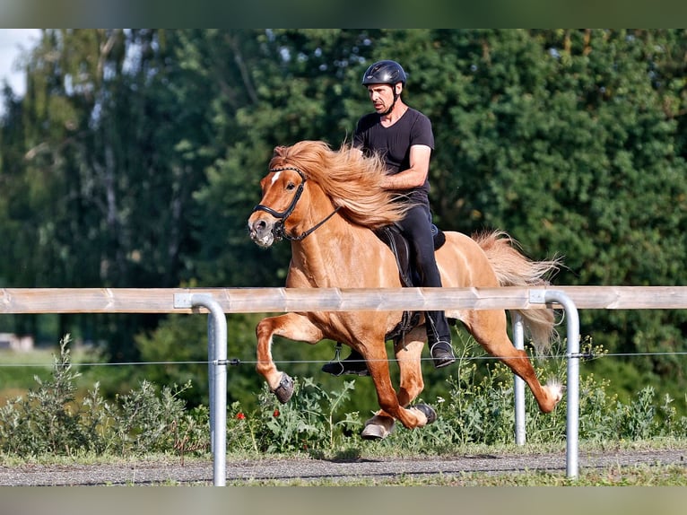Icelandic Horse Stallion 10 years 14.3 hh Dun in Horst