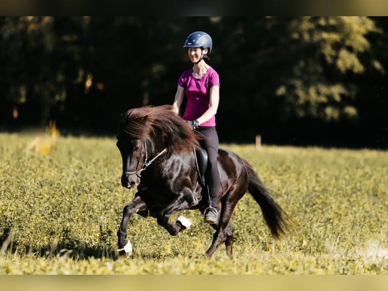 Icelandic Horse Stallion 10 years 14,1 hh Black in Taufkirchen an der Trattnach