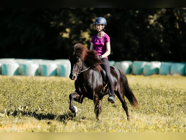 Icelandic Horse Stallion 10 years 14,1 hh Black in Taufkirchen an der Trattnach