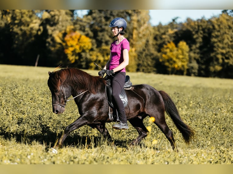 Icelandic Horse Stallion 10 years 14,1 hh Black in Taufkirchen an der Trattnach