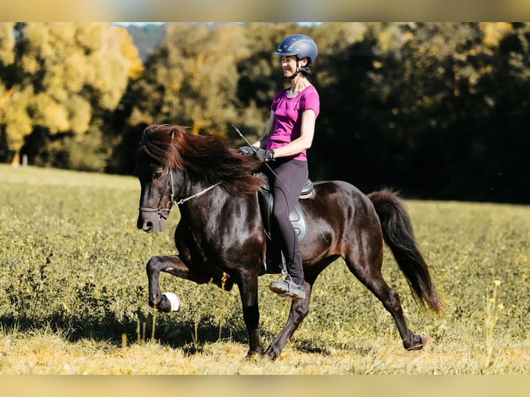 Icelandic Horse Stallion 10 years 14,1 hh Black in Taufkirchen an der Trattnach