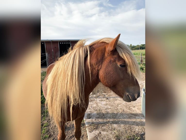 Icelandic Horse Stallion 11 years 13,1 hh Chestnut-Red in Lehre