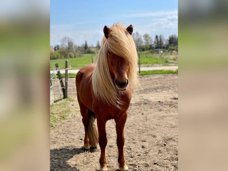 Icelandic Horse Stallion 11 years 13,1 hh Chestnut-Red in Lehre