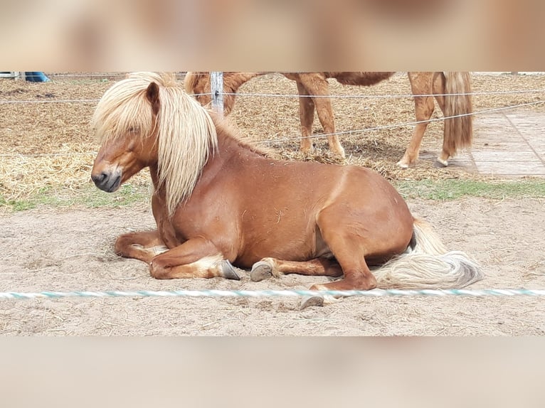 Icelandic Horse Stallion 11 years 13,1 hh Chestnut-Red in Lehre