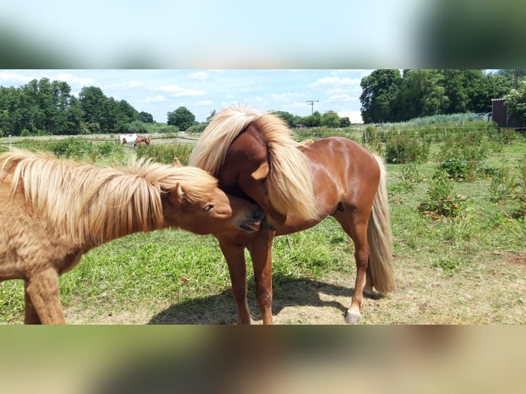 Icelandic Horse Stallion 11 years 13,1 hh Chestnut-Red in Lehre