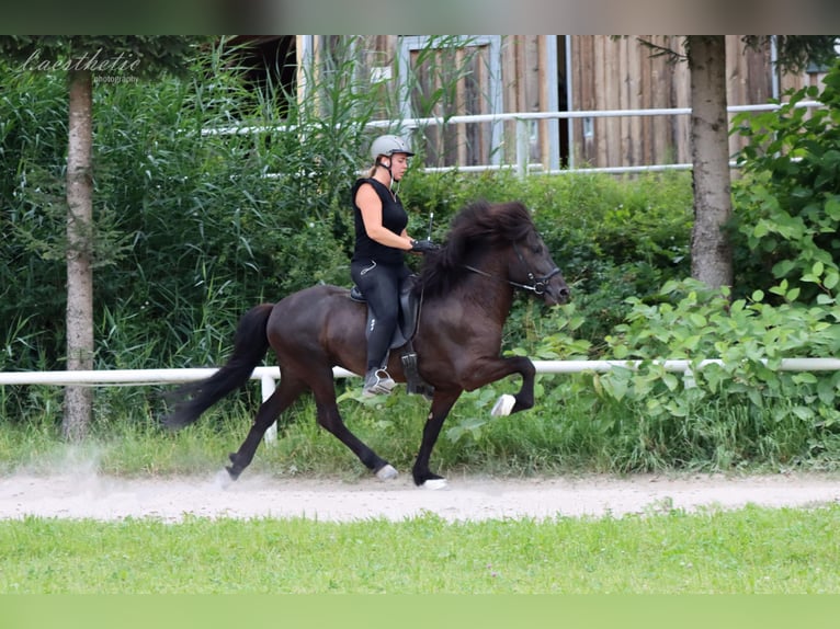 Icelandic Horse Stallion 11 years 13.3 hh Black in Straßwalchen