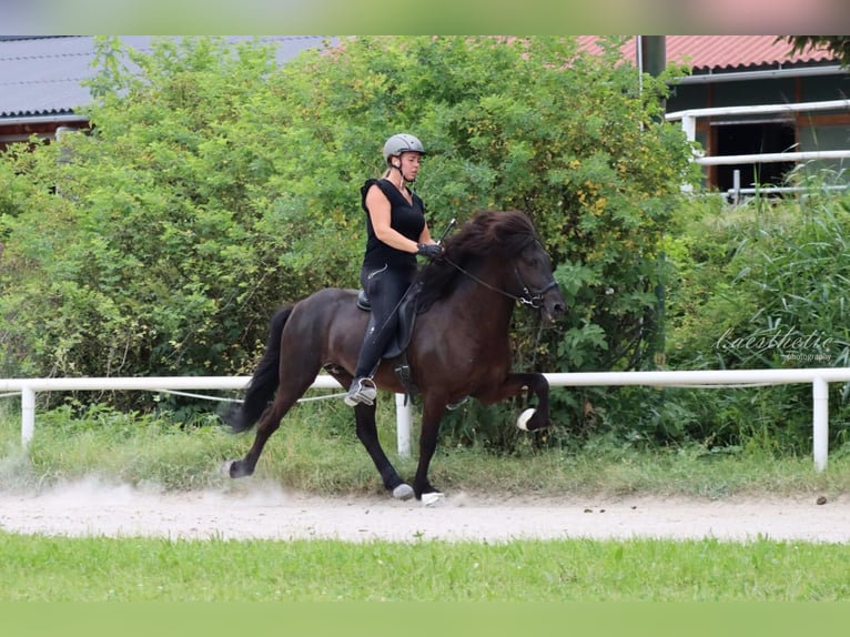 Icelandic Horse Stallion 11 years 13.3 hh Black in Straßwalchen