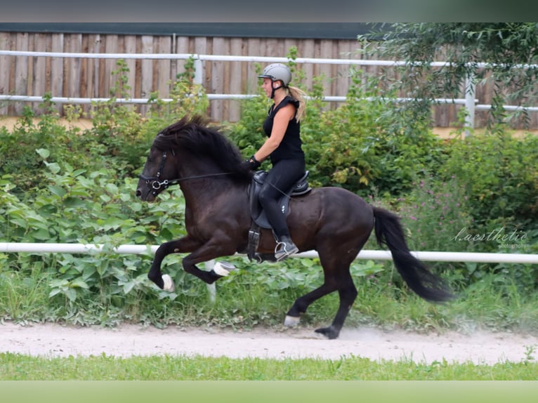 Icelandic Horse Stallion 11 years 13.3 hh Black in Straßwalchen