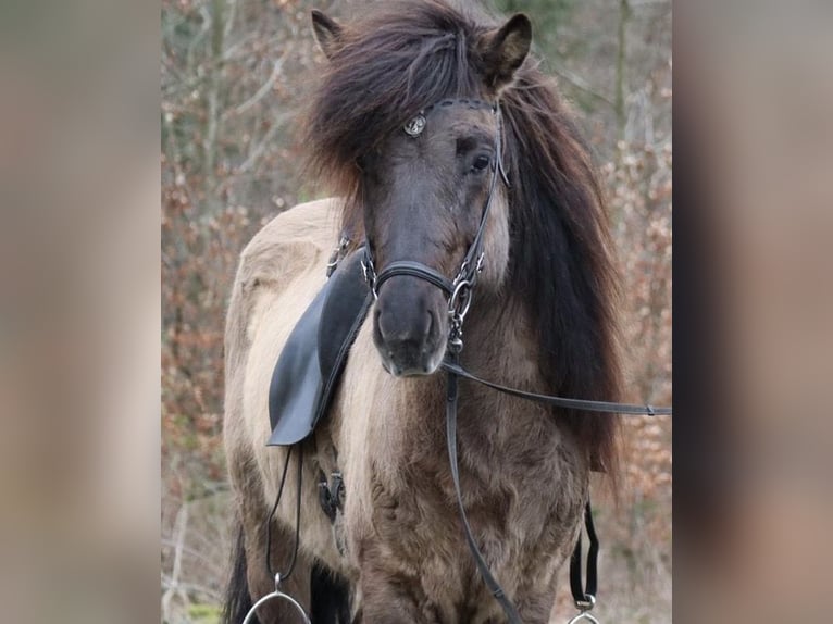 Icelandic Horse Stallion 11 years 13.3 hh Dun in Nehms