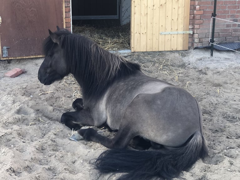 Icelandic Horse Stallion 11 years 13.3 hh Dun in Nehms